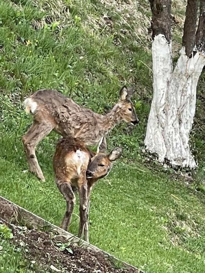 Appartamento In Montagna Venas Kültér fotó